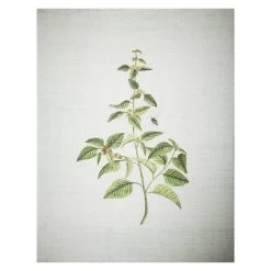 Grace Mitchell Botanical Canvas Wall Art, 11x14